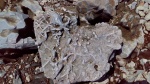 Ophiomorpha