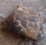 Коралл Petalaxis