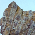 Siphonodendron