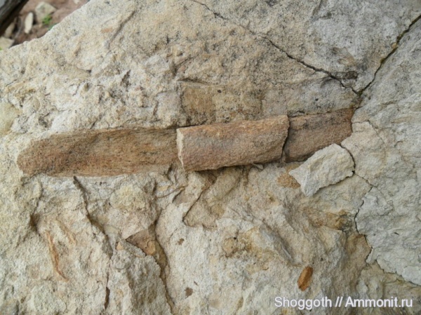 девон, палеозой, Devonian, лепидодендрон