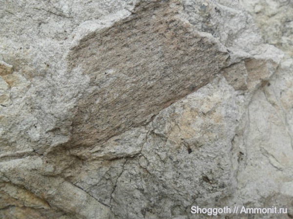 девон, палеозой, Devonian, лепидодендрон