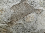 Отпечаток коры Lepidodendron sp.