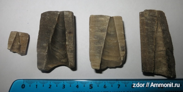 белемниты, юра, Москворечье-Братеево, Jurassic, belemnites