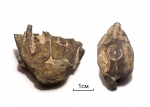 Synerocrinus incurvus (Trautschold)