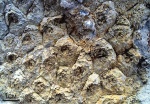 Cystolonsdaleia sp.