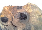 Phillipsia sp.
