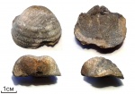Брахиопода Buntoxia mosquensis