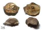 Брахиопода Reticulatia cf. uralica (Tschernyschew, 1902)