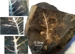 Penniretepora distinctа (Shishova, 1950)