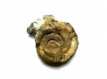 Euomphalus marginatus