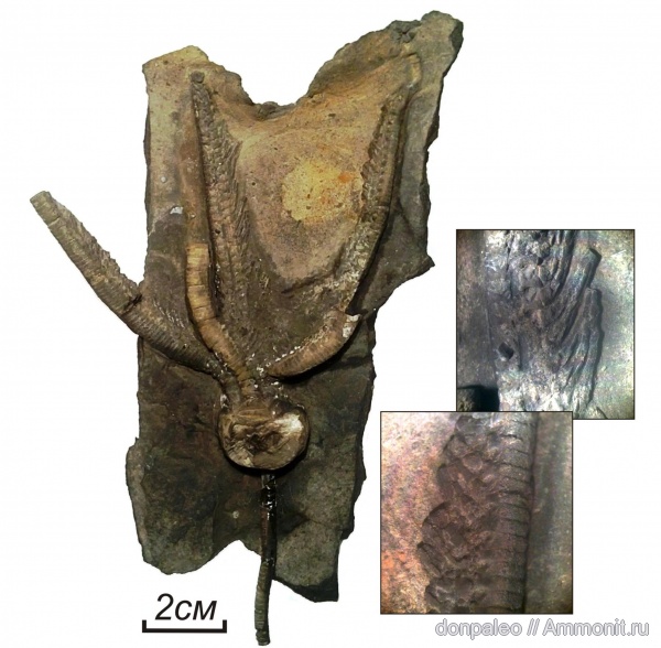 морские лилии, иглокожие, криноидеи, Cromyocrinus, Cromyocrinidae
