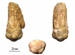 Dicromyocrinus ornatus (Trautschold, 1867)