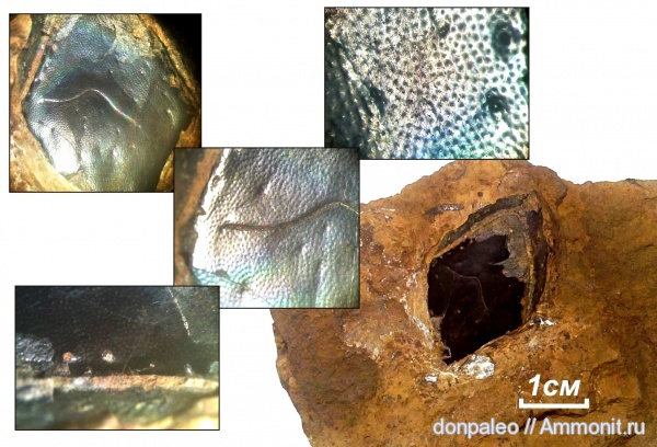 карбон, Sarcopterygii, чешуя, московский ярус, Megalichthys