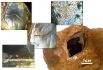 Космоидная чешуя кистепёрой рыбы рода Megalichthys