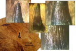 Strepsodus sp