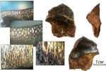 Petalodus sp (Верхний карбон)