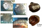 Deltodus concha (Trautschold)