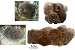Cystolonsdaleia sp (продольное сечение)