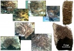 Cystolonsdaleia sp поперечное сечение