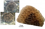 Petalaxis donbassicus