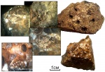 Ivanovia рodolskiensis (Dobrolyubova, 1935) Ivanovia рodolskiensis (Dobrolyubova, 1935)
