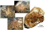Ivanovia рodolskiensis (продольный разрез) Ivanovia рodolskiensis (продольный разрез)