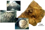 Palaeaсis regularis (Gerth)
