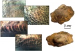 Tabulipora maculosa (Nikiforova)