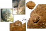 Bucaniopsis depressus (Eichwald)