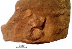 Род Bucanopsis