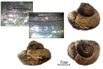 Род Amaurotoma (?)