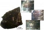 Раковина Callispira sp