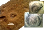 Раковина рода Schizostoma?
