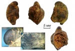 Раковина Platyceras parasiticum (Traut.,1867)