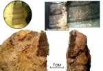 Раковина Orthonema cochleoides