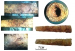 Раковина лопатоногого моллюск Prodentalium sp.