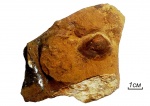 Раковина рода Schizodus