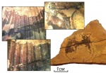 Раковина Aviculopecten stepanovi