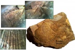 Раковина Aviculopecten verbeeki