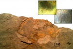 Нomoceratoides divaricatus