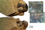 Stroboceras quadratum