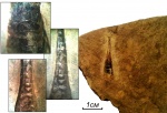 Раковина Orthoceras