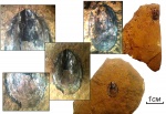 Раковина Lingula sp