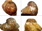 Раковина Linoproductus sp