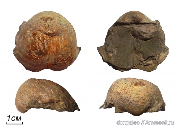 брахиоподы, карбон, Reticulatia, московский ярус, замковые