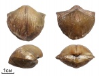 Brachythyrina sp