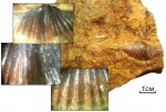 Brachythyrina strangwaysi