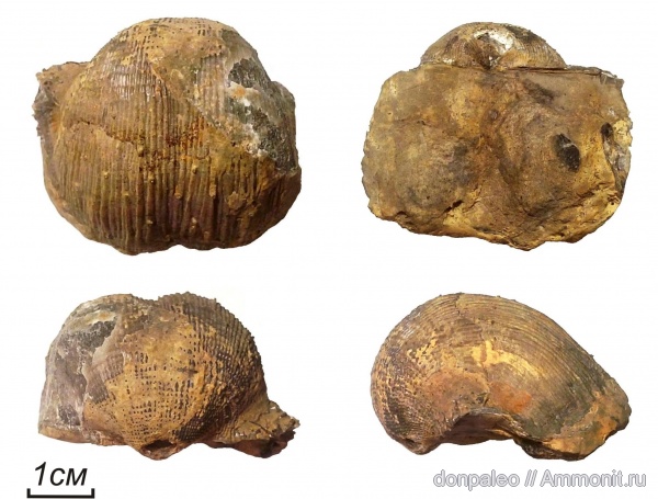 брахиоподы, карбон, Reticulatia, московский ярус, замковые