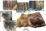 Brachythyrina sp.