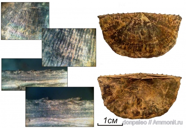 брахиоподы, карбон, Neochonetes, московский ярус, замковые